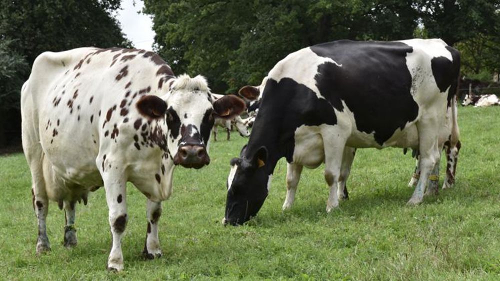 Les réformes laitières échappent au recul des abattages