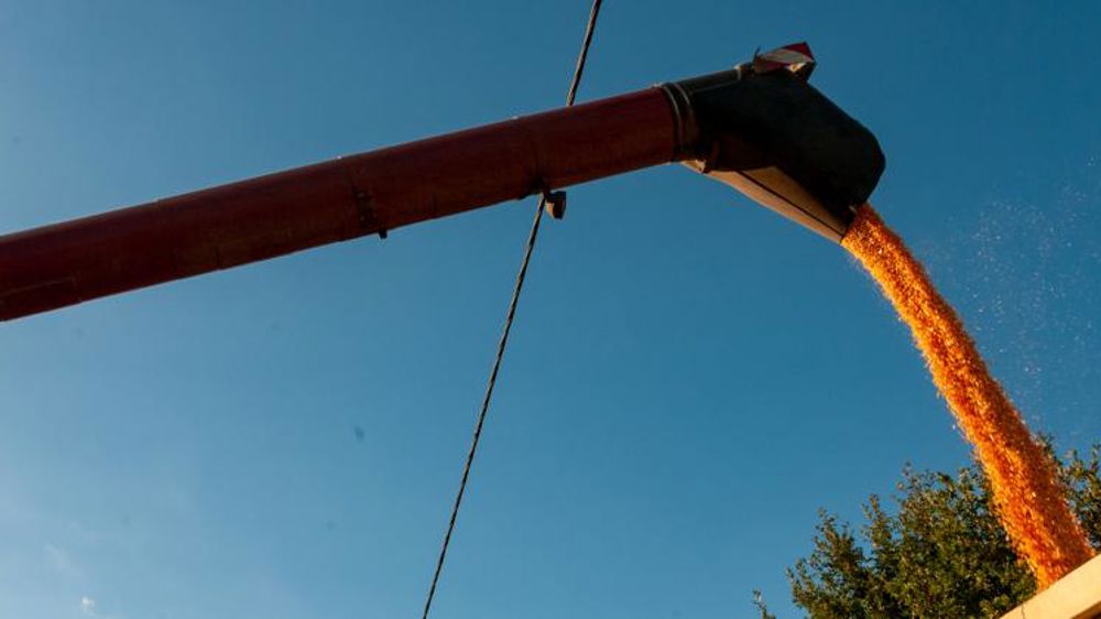 Des exportations de céréales dynamiques