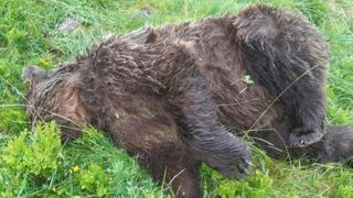 Un ours tué par balle en Ariège Un ours tué par balle en Ariège