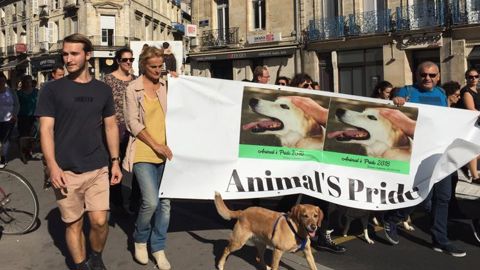 500 marcheurs pour l’« Animal’s pride » 500 marcheurs pour l’« Animal’s pride »