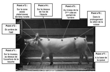 Positionnement des marqueurs sur le porc.