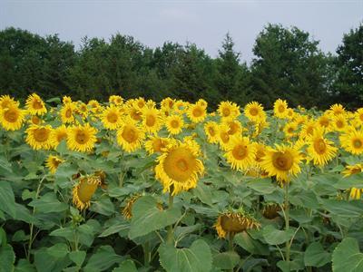 Parcelle de tournesol.