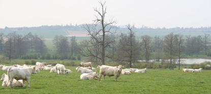 Les animaux du Gaec Guillemet