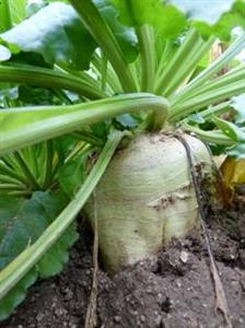 Le rendement 2011 pourrait atteindre 14,8 t/ha de sucre acheté.