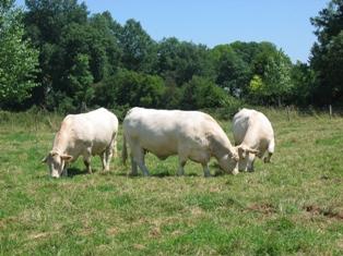Les bovins viande meix valorisés à l'export que sur le marché intérieur.