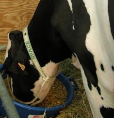 Dali ne se fait pas prier pour engloutir sa ration