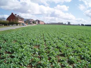 Le clopyralid ne peut plus être utilisé pour le désherbage d'automne du colza.