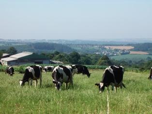 Troupeau de Prim'Holsteins au pré