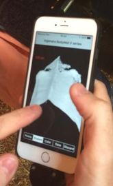 Le dos d’une vache laitière, modélisé en trois dimensions sur l’écran d’un smartphone avec Bodymat V. © V.Guyot/GFA