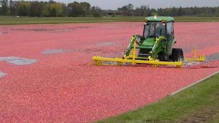 Une solution pour évaluer les rendements de cranberries Une solution pour évaluer les rendements de cranberries