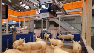 Bien-être et santé des porcs en vedette Bien-être et santé des porcs en vedette