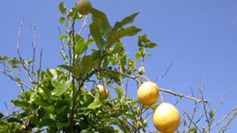 Les fruits et l&eacute;gumes sont les produits bios les plus consomm&eacute;s en France. &copy; Terre-net M&eacute;dia