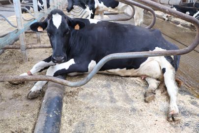 Les vaches sont confortablement installées dans des positions qui rappellent celles d’animaux de compagnie dans leurs paniers. © G. Baron/GFA