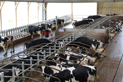 Le taux d’occupation des logettes est élevé dans la stabulation du Gaec des Landelles. Debout comme couchées, les vaches y passent beaucoup de temps. © Gildas Baron/GFA