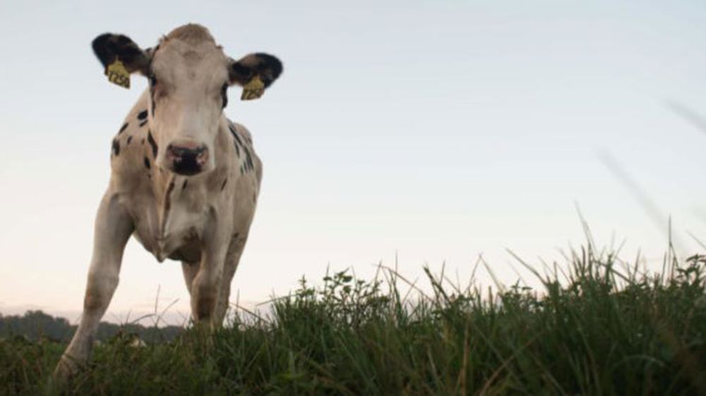 Microsoft signe un partenariat avec une grosse coopérative laitière