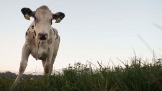 Microsoft signe un partenariat avec une grosse coopérative laitière Microsoft signe un partenariat avec une grosse coopérative laitière