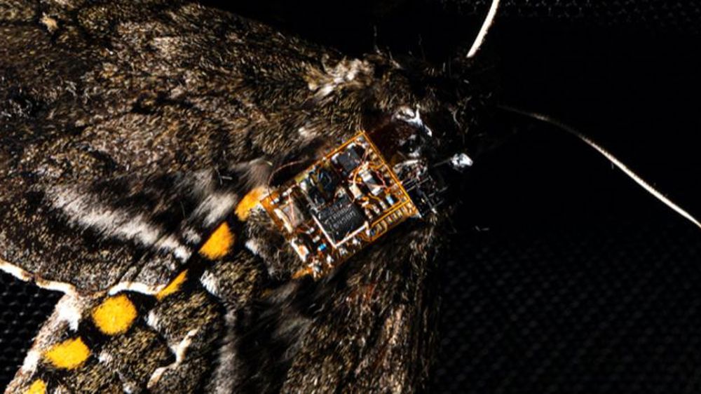 Des papillons larguent des capteurs dans les champs