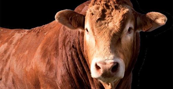 National Limousin sommet 2011