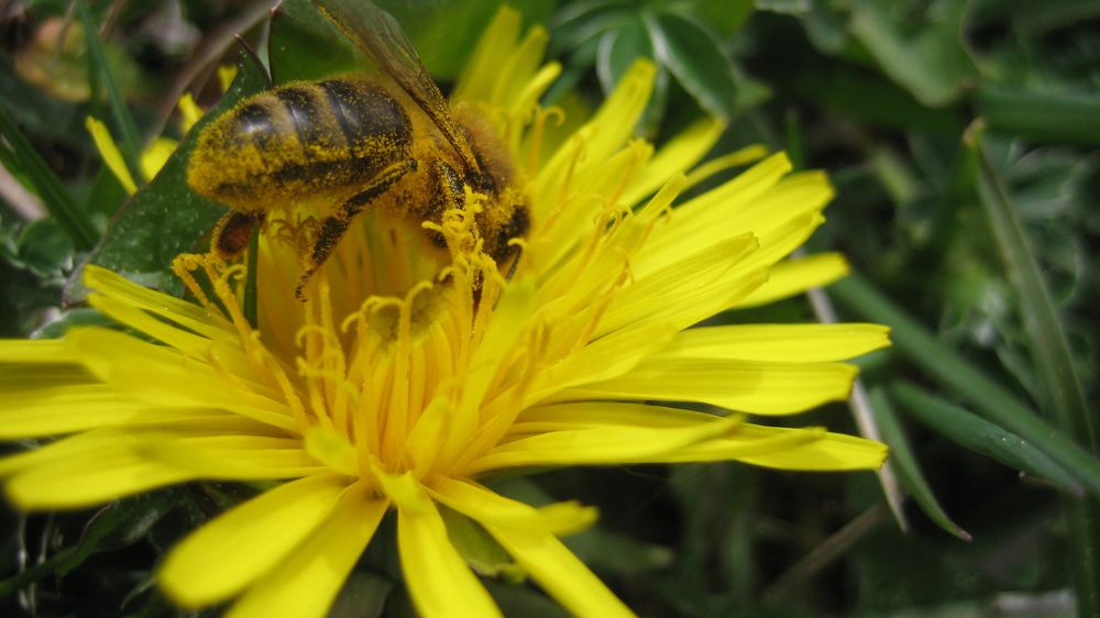 Les producteurs de blé ne veulent pas de l’interdiction