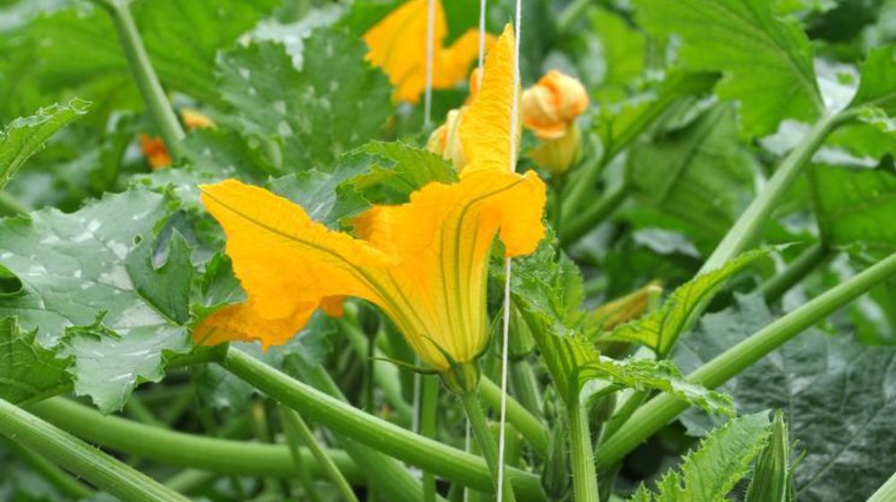 © Philippe Dufour / Interfel