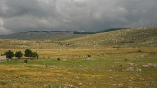 12 attaques de loup ont eu lieu en 2016 sur le causse Méjean, dans la Lozère. © Gavach 12 attaques de loup ont eu lieu en 2016 sur le causse Méjean, dans la Lozère. © Gavach