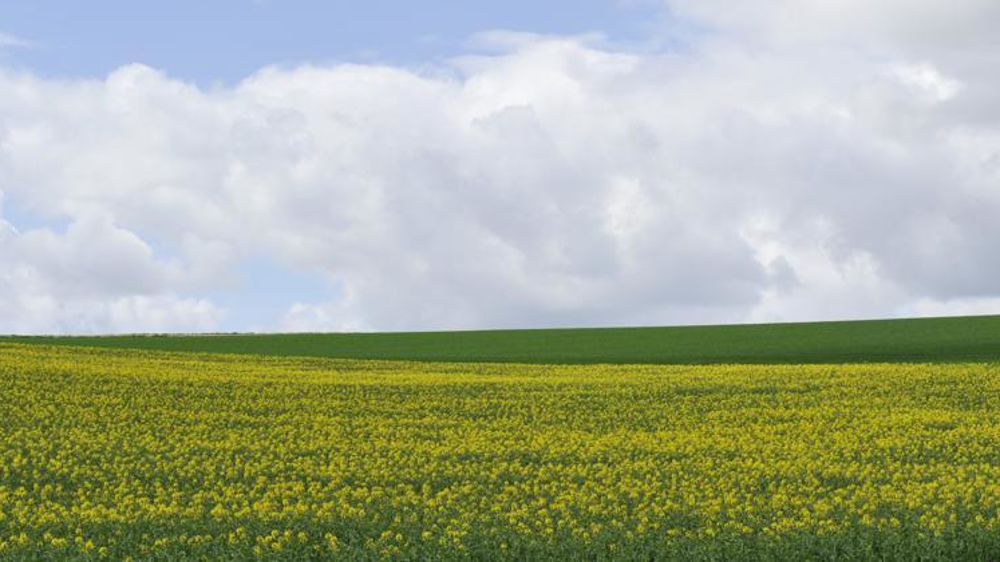 L’indice FAO des céréales et des huiles végétales est en baisse en juillet - © C. Faimali / GFA