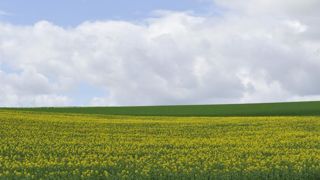L’indice FAO des céréales et des huiles végétales est en baisse en juillet - © C. Faimali / GFA L’indice FAO des céréales et des huiles végétales est en baisse en juillet - © C. Faimali / GFA