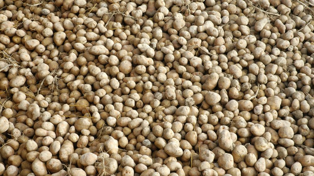 Les clés pour la surveillance sanitaire des plants fermiers