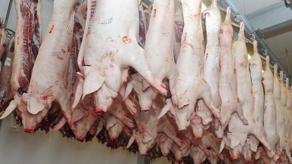 © C. Faimali / GFA