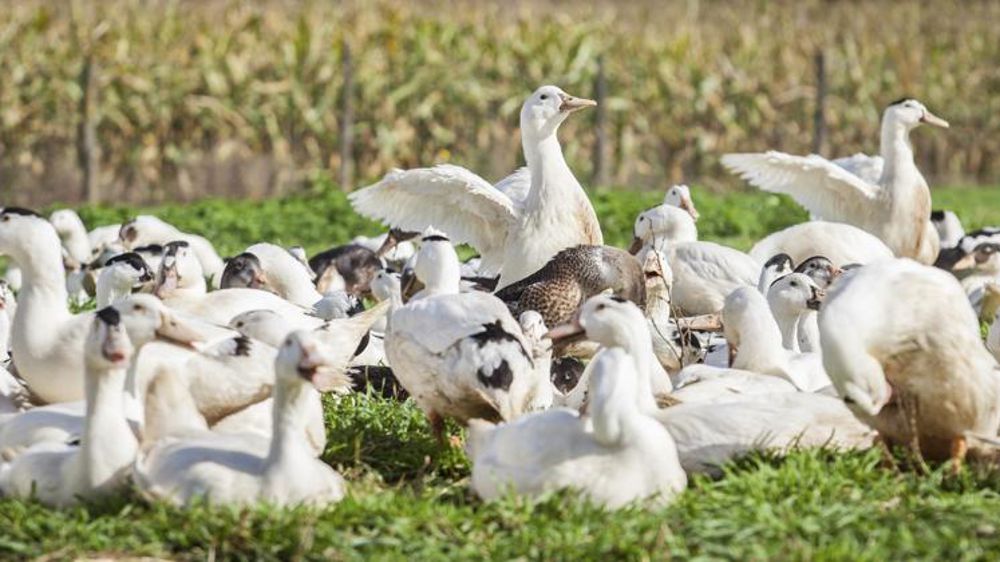 2 500 canards abattus dans le Béarn