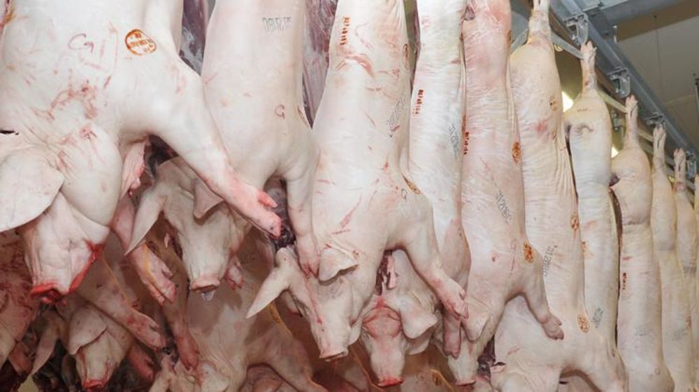 © C. Faimali / GFA