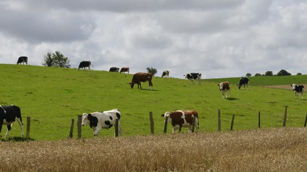 © C. Faimali / GFA