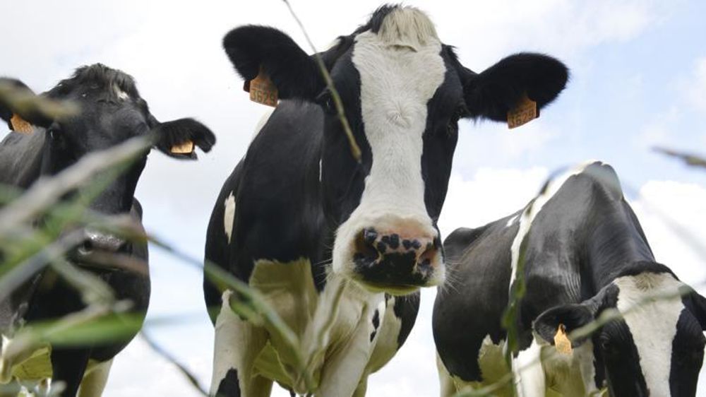 © Cédric Faimali/GFA