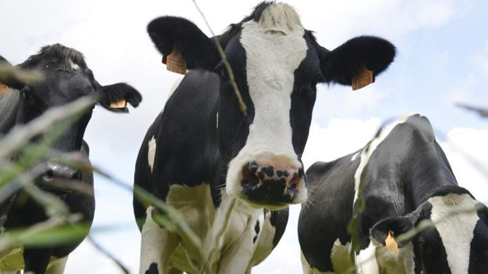 © C. Faimali / GFA