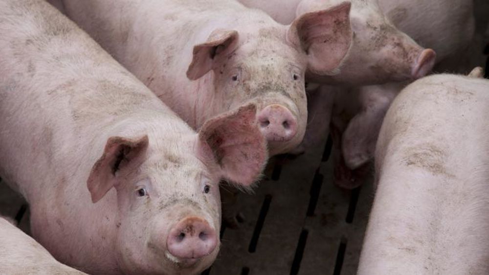 © Sébastien Champion