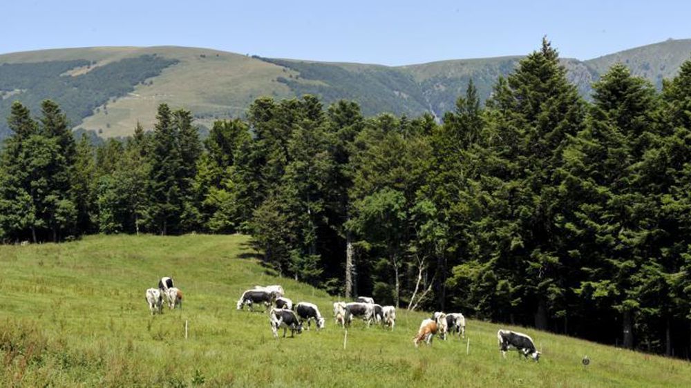 © C. Faimali/GFA © C. Faimali/GFA