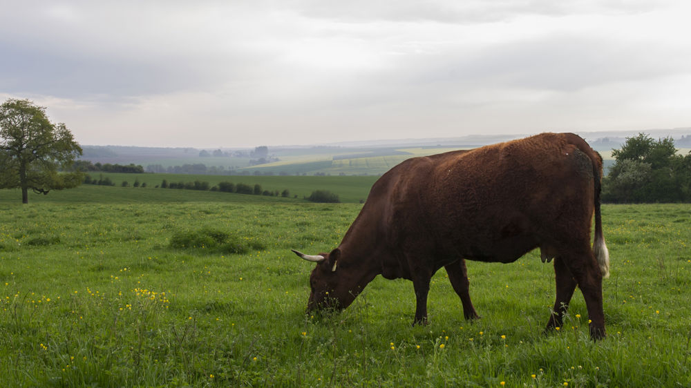 Jusqu’à 5 € de bonus par vache allaitante