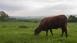 Jusqu’à 5 € de bonus par vache allaitante Jusqu’à 5 € de bonus par vache allaitante