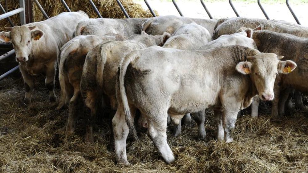 La FNB demande à Bruxelles d’assainir le marché