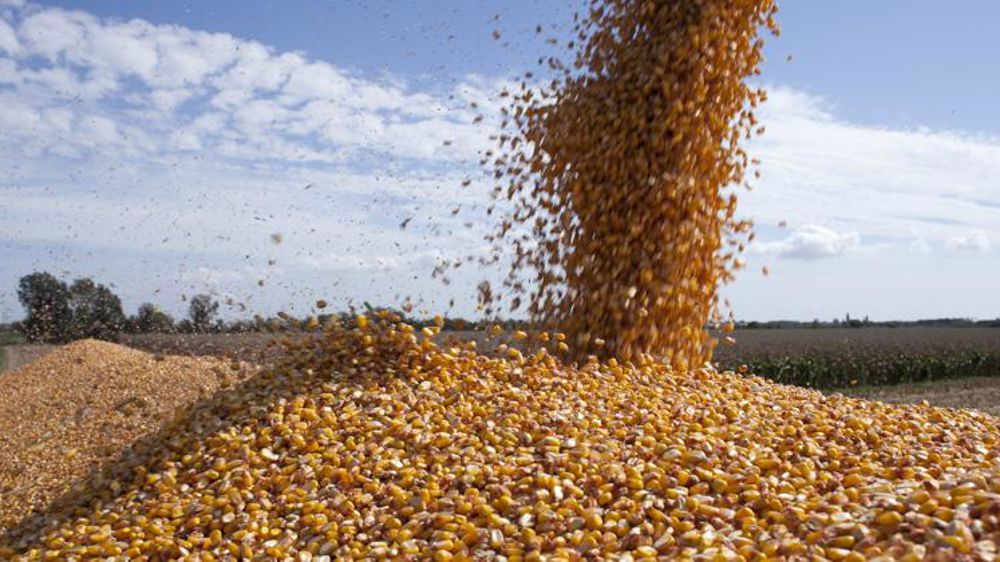 Le maïs résiste à la baisse (Tallage)
