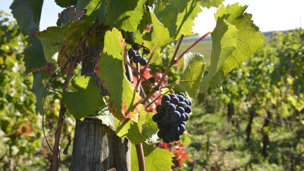 © Cédric Faimali/GFA