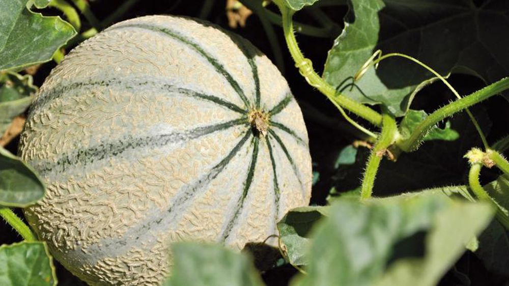 Fin de campagne difficile pour le melon