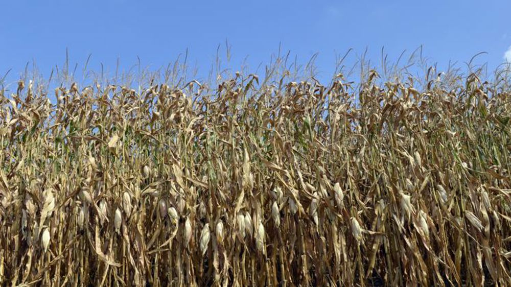 La sécheresse a fait baisser les rendements