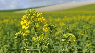 Les prix des oléagineux sont en hausse en septembre. © C.Faimali/GFA Les prix des oléagineux sont en hausse en septembre. © C.Faimali/GFA