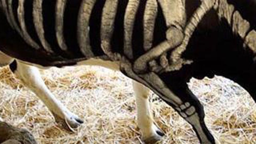 Halloween, betteraves et limaces sur Twitter