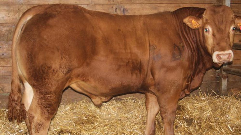 Les prix résistent à Lanaud