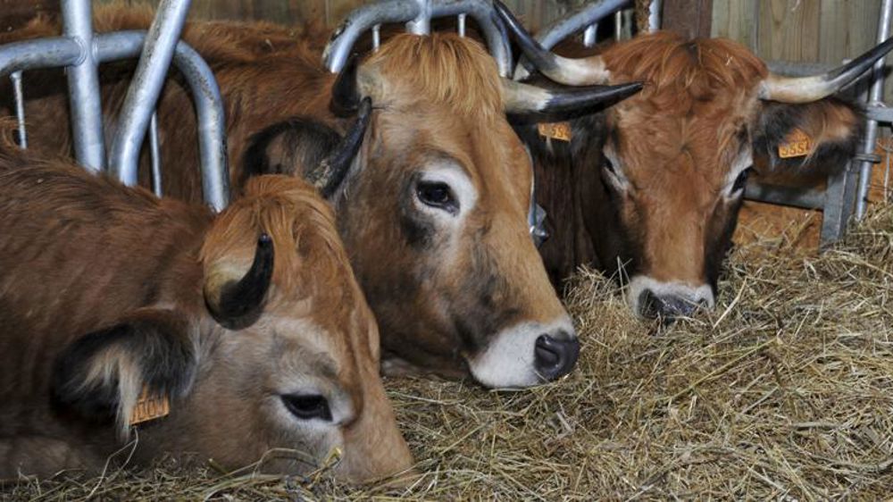 Tout sur les aides animales