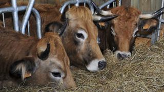 Tout sur les aides animales Tout sur les aides animales