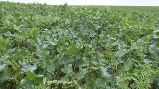 Un potentiel de 100 000 à 600 000 ha pour le colza associé aux légumineuses Un potentiel de 100 000 à 600 000 ha pour le colza associé aux légumineuses