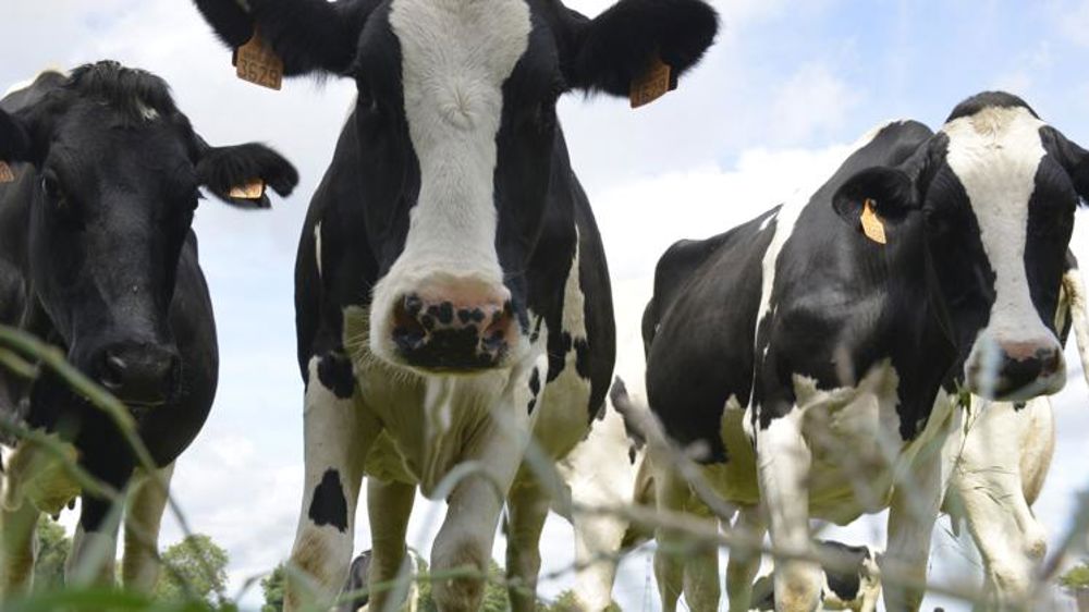 « Un déstockage de poudre de lait inapproprié » pour la Coordination rurale